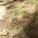 Ridgewood: l’arrondissement CDN-NDG répand l’herbe à poux